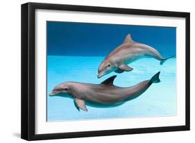 Bottlenose Dolphins Dancing Underwater-Augusto Leandro Stanzani-Framed Photographic Print