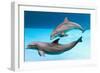 Bottlenose Dolphins Dancing Underwater-Augusto Leandro Stanzani-Framed Photographic Print