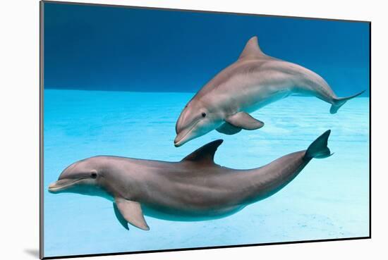 Bottlenose Dolphins Dancing Underwater-Augusto Leandro Stanzani-Mounted Photographic Print