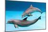 Bottlenose Dolphins Dancing Underwater-Augusto Leandro Stanzani-Mounted Photographic Print