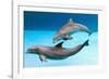 Bottlenose Dolphins Dancing Underwater-Augusto Leandro Stanzani-Framed Photographic Print