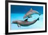 Bottlenose Dolphins Dancing Underwater-Augusto Leandro Stanzani-Framed Photographic Print