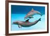 Bottlenose Dolphins Dancing Underwater-Augusto Leandro Stanzani-Framed Photographic Print