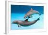 Bottlenose Dolphins Dancing Underwater-Augusto Leandro Stanzani-Framed Photographic Print