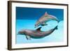 Bottlenose Dolphins Dancing Underwater-Augusto Leandro Stanzani-Framed Photographic Print