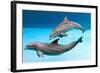 Bottlenose Dolphins Dancing Underwater-Augusto Leandro Stanzani-Framed Photographic Print