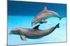 Bottlenose Dolphins Dancing Underwater-Augusto Leandro Stanzani-Mounted Photographic Print