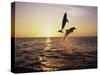 Bottlenose Dolphins in Mid-Air-Stuart Westmorland-Stretched Canvas