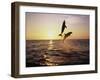 Bottlenose Dolphins in Mid-Air-Stuart Westmorland-Framed Premium Photographic Print