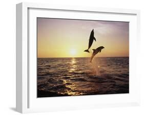 Bottlenose Dolphins in Mid-Air-Stuart Westmorland-Framed Premium Photographic Print