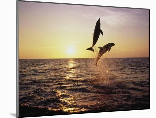 Bottlenose Dolphins in Mid-Air-Stuart Westmorland-Mounted Premium Photographic Print