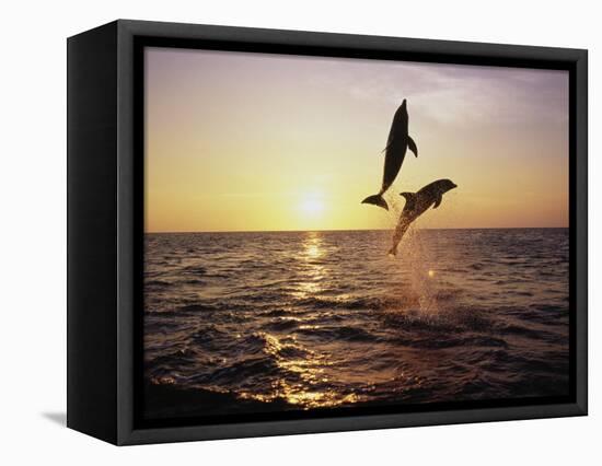 Bottlenose Dolphins in Mid-Air-Stuart Westmorland-Framed Stretched Canvas