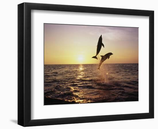 Bottlenose Dolphins in Mid-Air-Stuart Westmorland-Framed Photographic Print