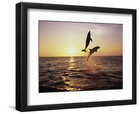 Bottlenose Dolphins in Mid-Air-Stuart Westmorland-Framed Photographic Print