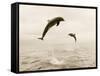 Bottlenose Dolphins Jumping Out of Water-Stuart Westmorland-Framed Stretched Canvas