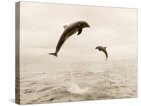 Bottlenose Dolphins Jumping Out of Water-Stuart Westmorland-Stretched Canvas