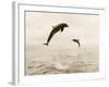 Bottlenose Dolphins Jumping Out of Water-Stuart Westmorland-Framed Photographic Print