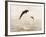 Bottlenose Dolphins Jumping Out of Water-Stuart Westmorland-Framed Photographic Print