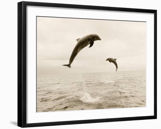 Bottlenose Dolphins Jumping Out of Water-Stuart Westmorland-Framed Photographic Print