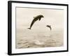 Bottlenose Dolphins Jumping Out of Water-Stuart Westmorland-Framed Photographic Print