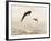 Bottlenose Dolphins Jumping Out of Water-Stuart Westmorland-Framed Photographic Print