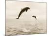Bottlenose Dolphins Jumping Out of Water-Stuart Westmorland-Mounted Photographic Print