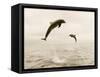 Bottlenose Dolphins Jumping Out of Water-Stuart Westmorland-Framed Stretched Canvas