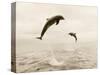 Bottlenose Dolphins Jumping Out of Water-Stuart Westmorland-Stretched Canvas
