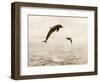 Bottlenose Dolphins Jumping Out of Water-Stuart Westmorland-Framed Photographic Print