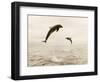 Bottlenose Dolphins Jumping Out of Water-Stuart Westmorland-Framed Photographic Print