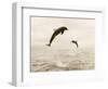 Bottlenose Dolphins Jumping Out of Water-Stuart Westmorland-Framed Photographic Print