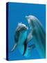 Bottlenose Dolphins, Pair Dancing Underwater-Augusto Leandro Stanzani-Stretched Canvas