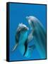 Bottlenose Dolphins, Pair Dancing Underwater-Augusto Leandro Stanzani-Framed Stretched Canvas