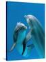 Bottlenose Dolphins, Pair Dancing Underwater-Augusto Leandro Stanzani-Stretched Canvas