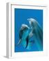 Bottlenose Dolphins, Pair Dancing Underwater-Augusto Leandro Stanzani-Framed Photographic Print