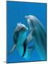 Bottlenose Dolphins, Pair Dancing Underwater-Augusto Leandro Stanzani-Mounted Photographic Print