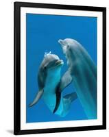 Bottlenose Dolphins, Pair Dancing Underwater-Augusto Leandro Stanzani-Framed Photographic Print