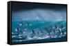 Bottlenose dolphins porpoising over waves, South Africa-Wim van den Heever-Framed Stretched Canvas