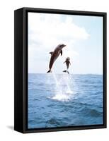 Bottlenose Dolphins Spinning in Water-null-Framed Stretched Canvas