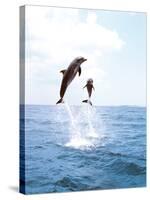 Bottlenose Dolphins Spinning in Water-null-Stretched Canvas