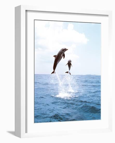 Bottlenose Dolphins Spinning in Water-null-Framed Photographic Print