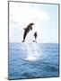 Bottlenose Dolphins Spinning in Water-null-Mounted Photographic Print