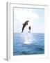 Bottlenose Dolphins Spinning in Water-null-Framed Photographic Print