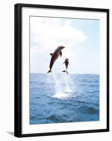 Bottlenose Dolphins Spinning in Water-null-Framed Photographic Print