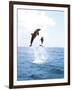 Bottlenose Dolphins Spinning in Water-null-Framed Photographic Print