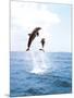 Bottlenose Dolphins Spinning in Water-null-Mounted Photographic Print