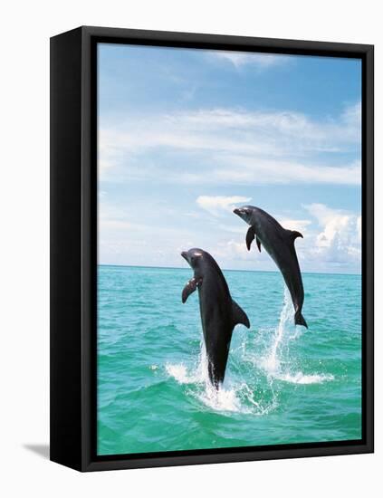 Bottlenose Dolphins Spinning in Water-null-Framed Stretched Canvas