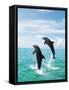 Bottlenose Dolphins Spinning in Water-null-Framed Stretched Canvas