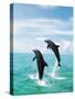 Bottlenose Dolphins Spinning in Water-null-Stretched Canvas