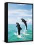 Bottlenose Dolphins Spinning in Water-null-Framed Stretched Canvas